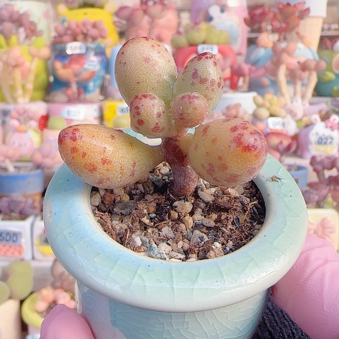 L 小金鱼水泡 带盆