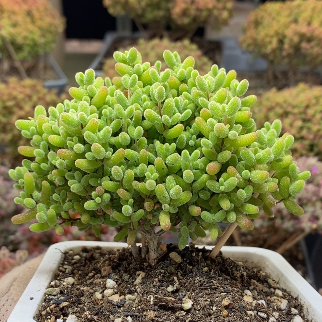 蜜橘糖球5937枝干番杏