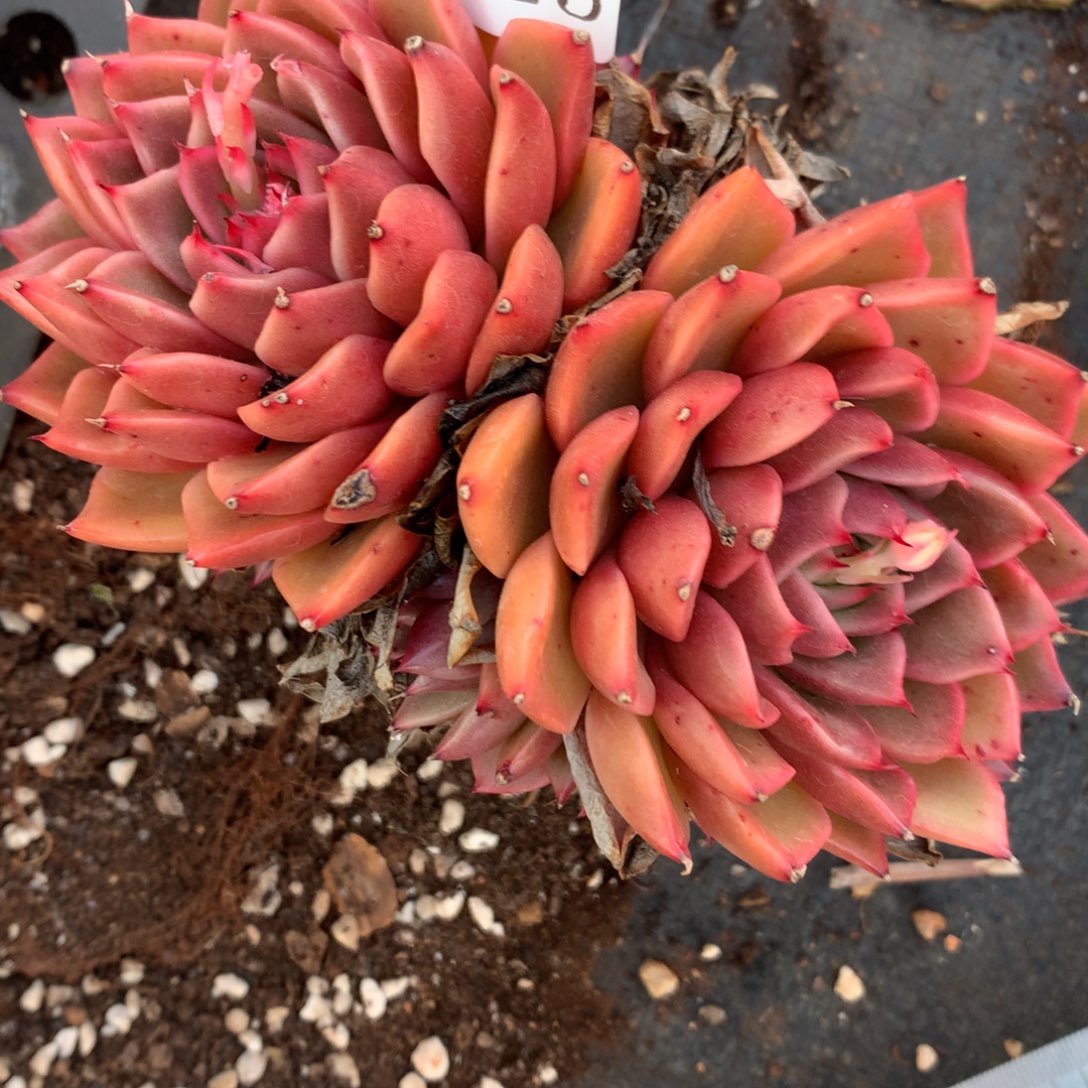 3925杂交精品基地12厘米