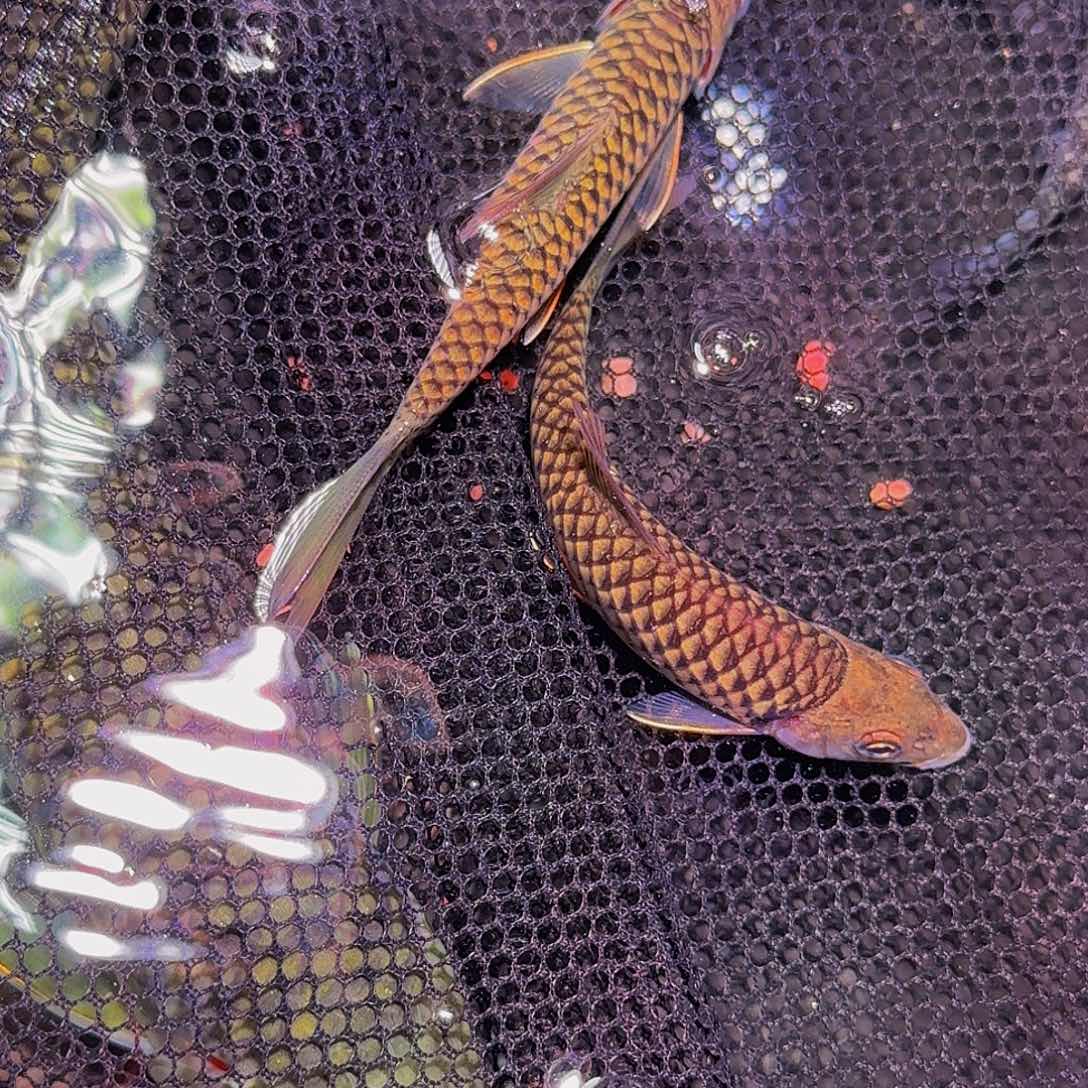 吉罗鱼巴拉巴拉巴拉