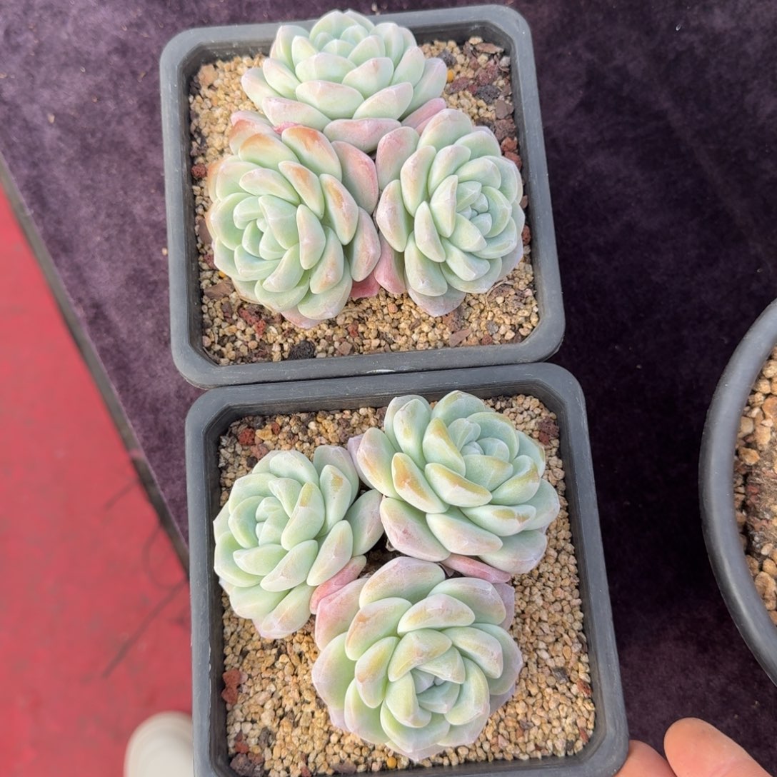 2颗一起一物一拍的