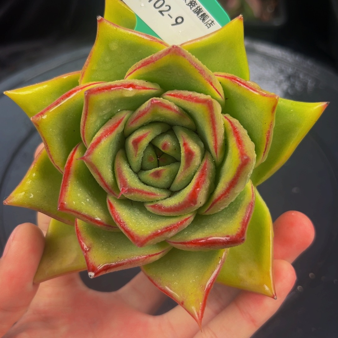 从前慢多肉编号1102-9