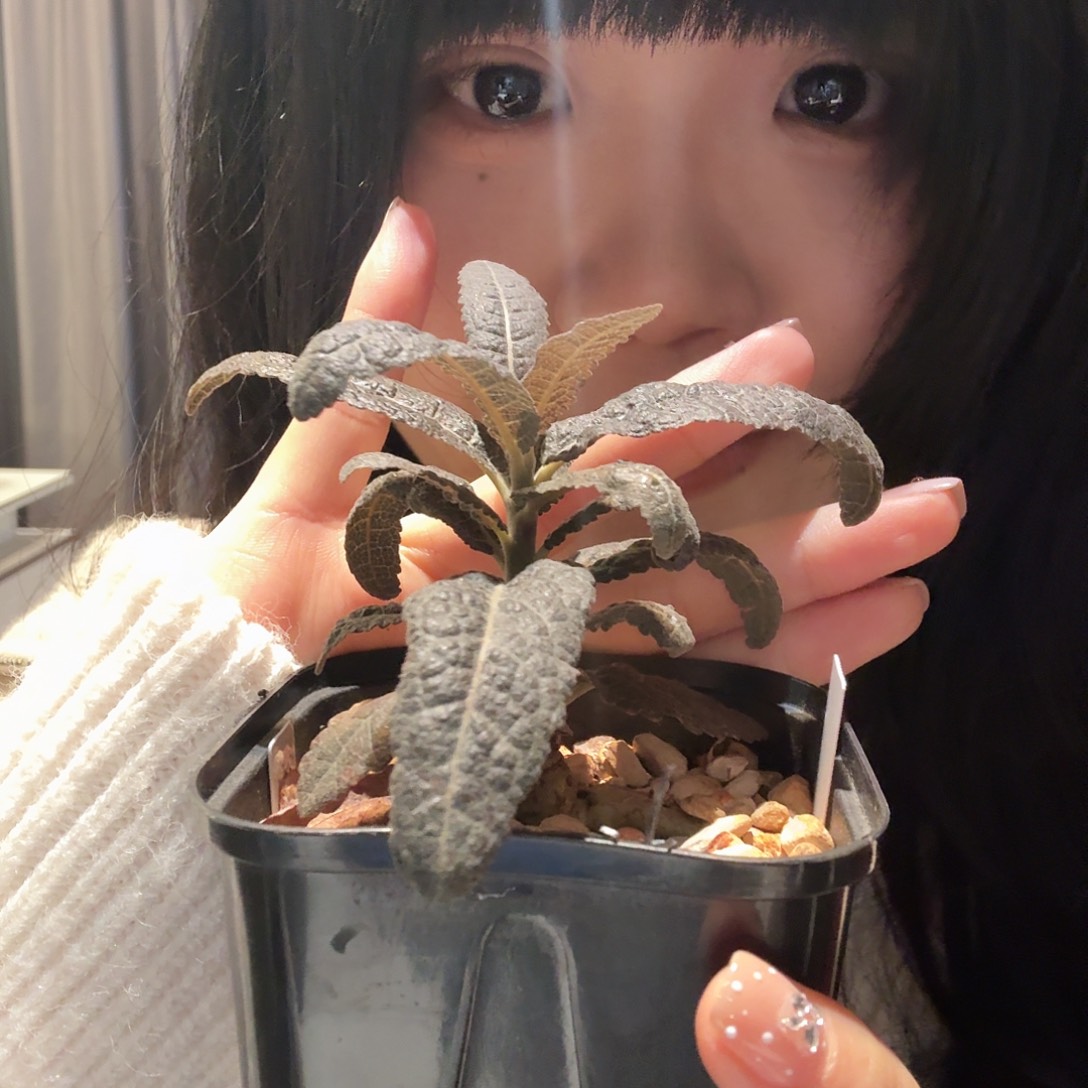 实生波波乳香橄榄一物一拍