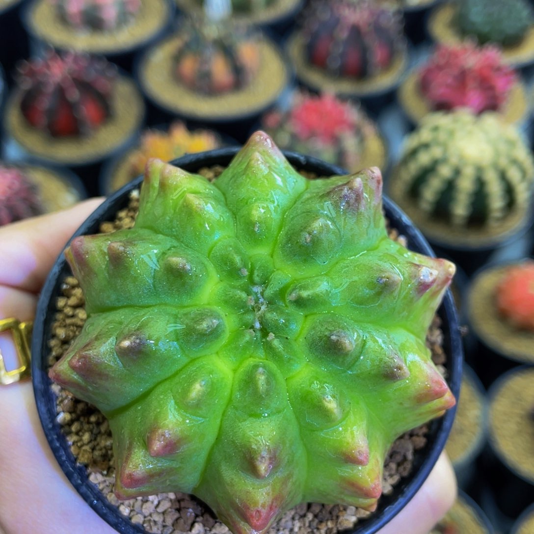 米哈星球0000000000008