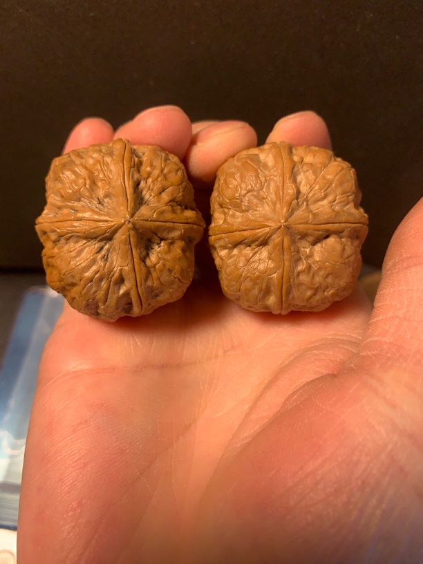 37大粗筋011006云南铁核桃玄武索四棱大粗筋带阴皮磕尖