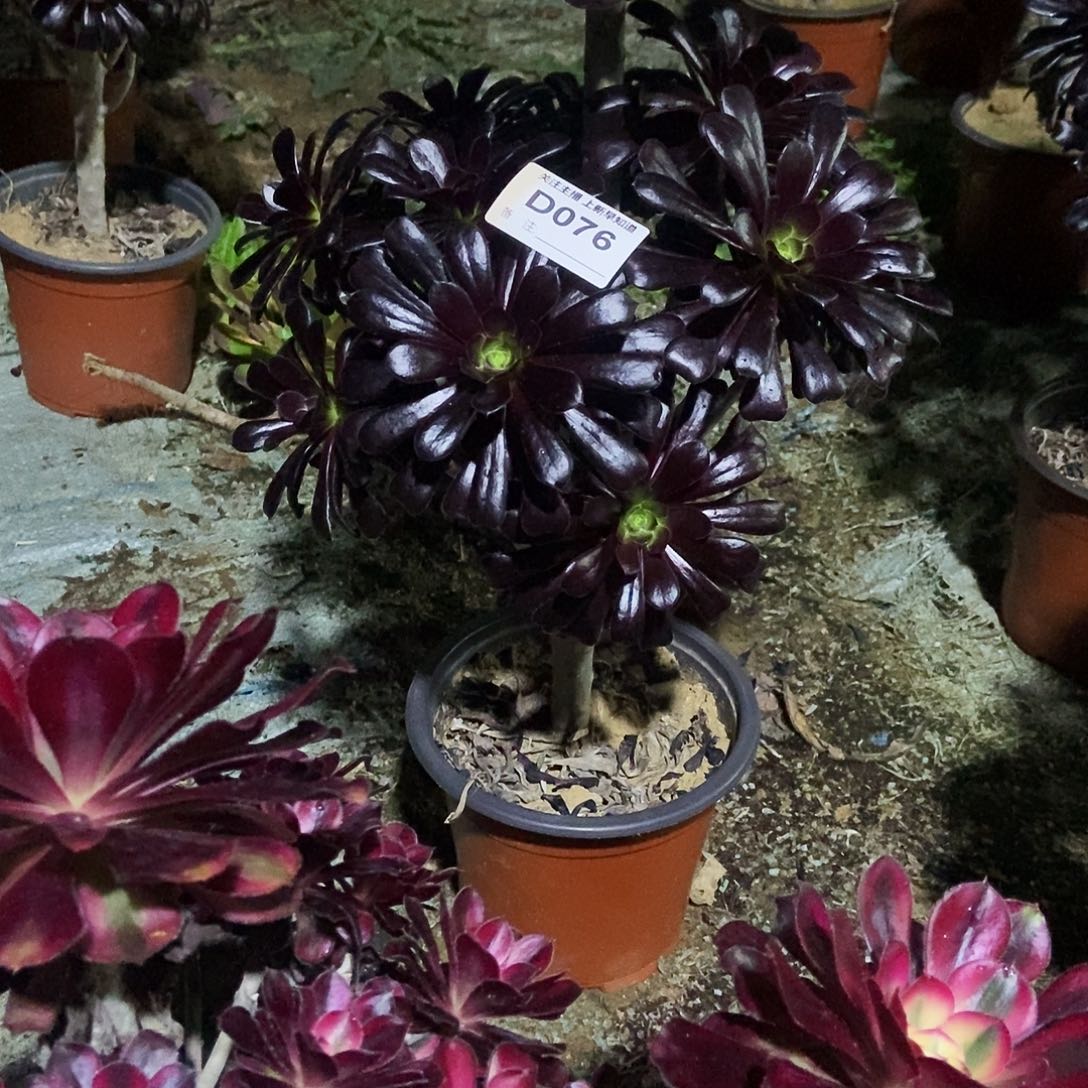 魔法师760000000000