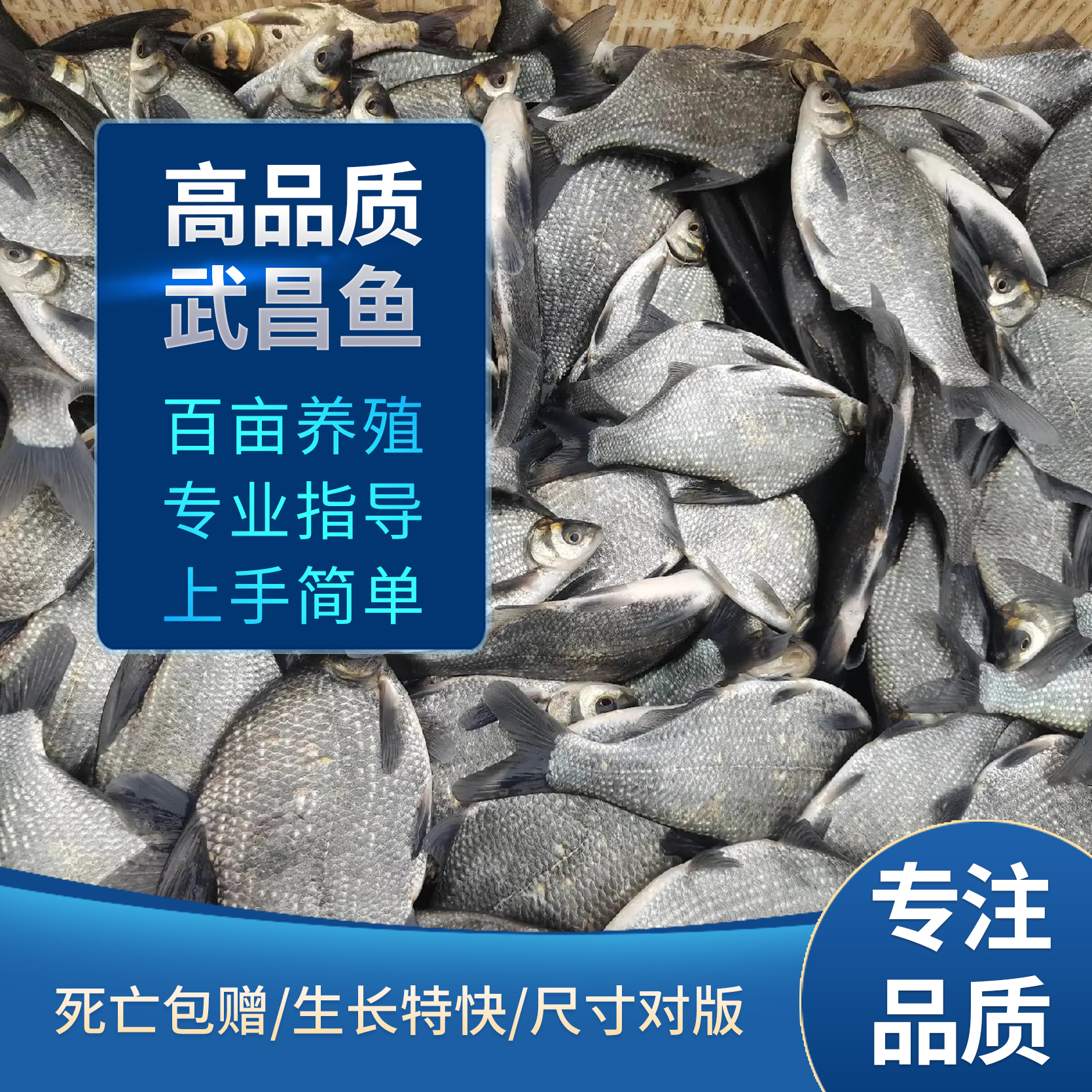 重庆武昌鱼苗淡水鱼苗大鲳小鲳鱼苗鳊鱼苗三角鲂鱼三角团头方