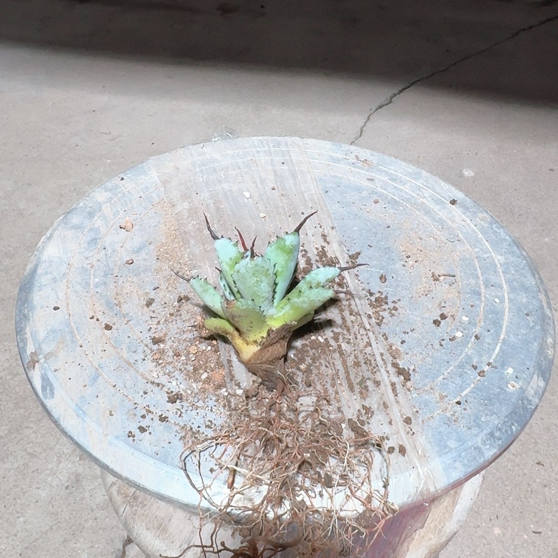 曲刺芭蕾龙舌兰一一