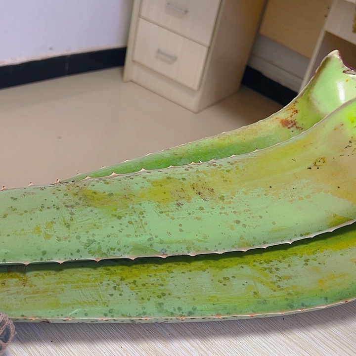 3片食用叶片，每片700一800左右