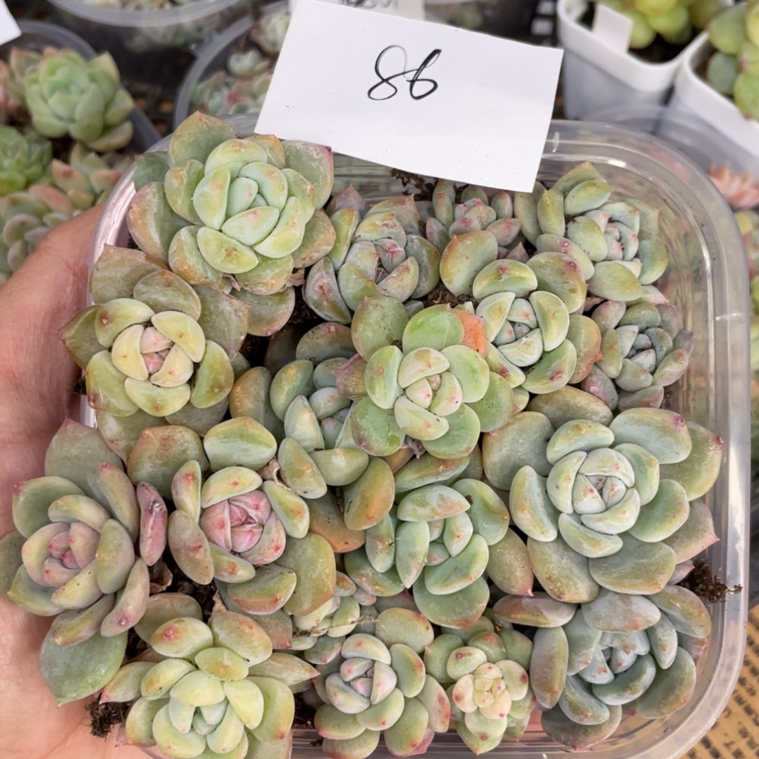86 花朝播种切糕苗，圆胖透