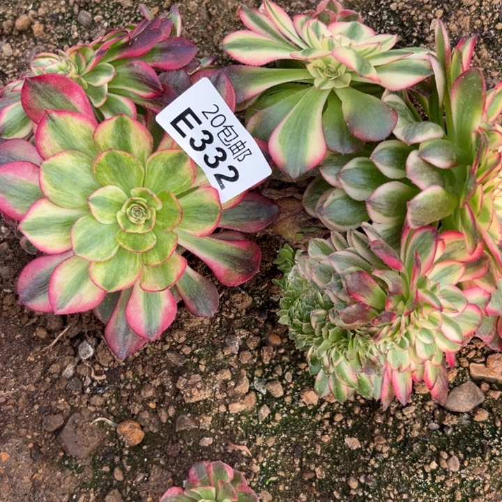 多肉植物332种植物