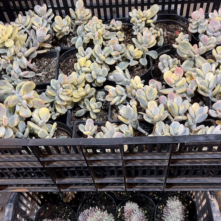 乒乓福娘锦量拍20包邮