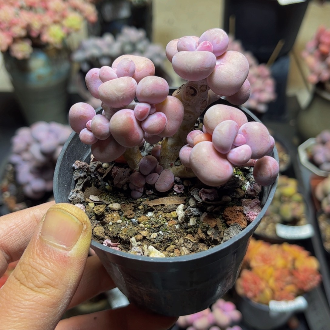 925树形桃蛋8厘米多肉