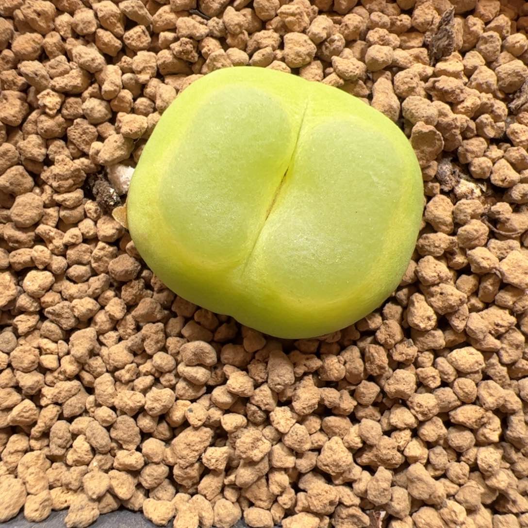 【闪购商品】126 拉登 2.6cm