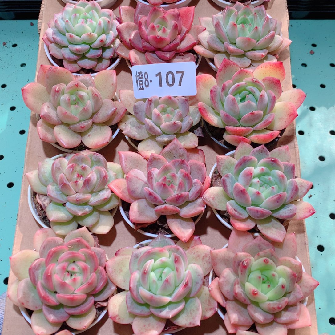 8-107一物一拍多肉带盆18颗