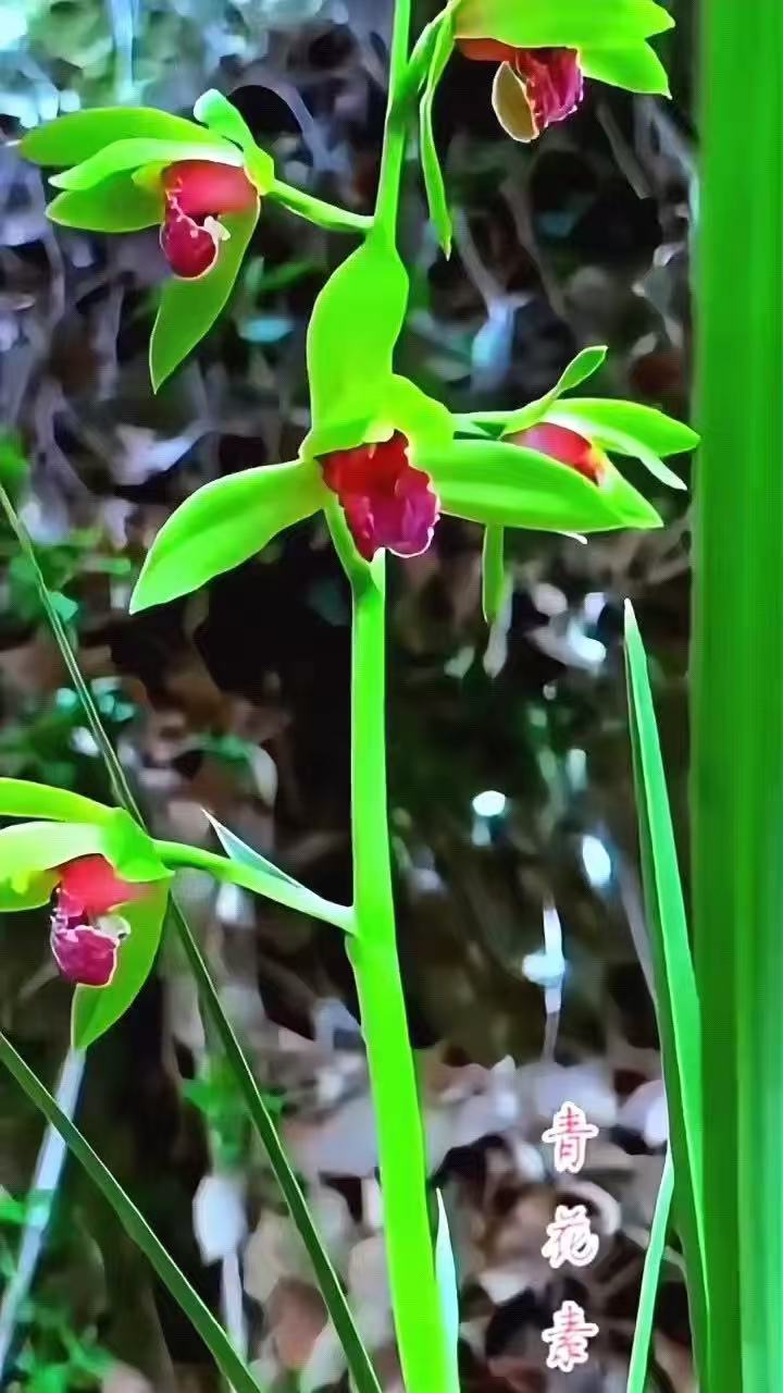 兰花苗浓香型一物一拍