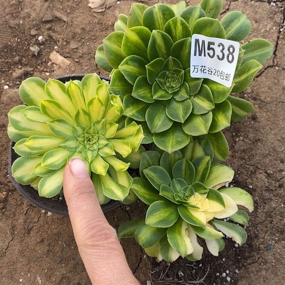 538三棵多肉植物
