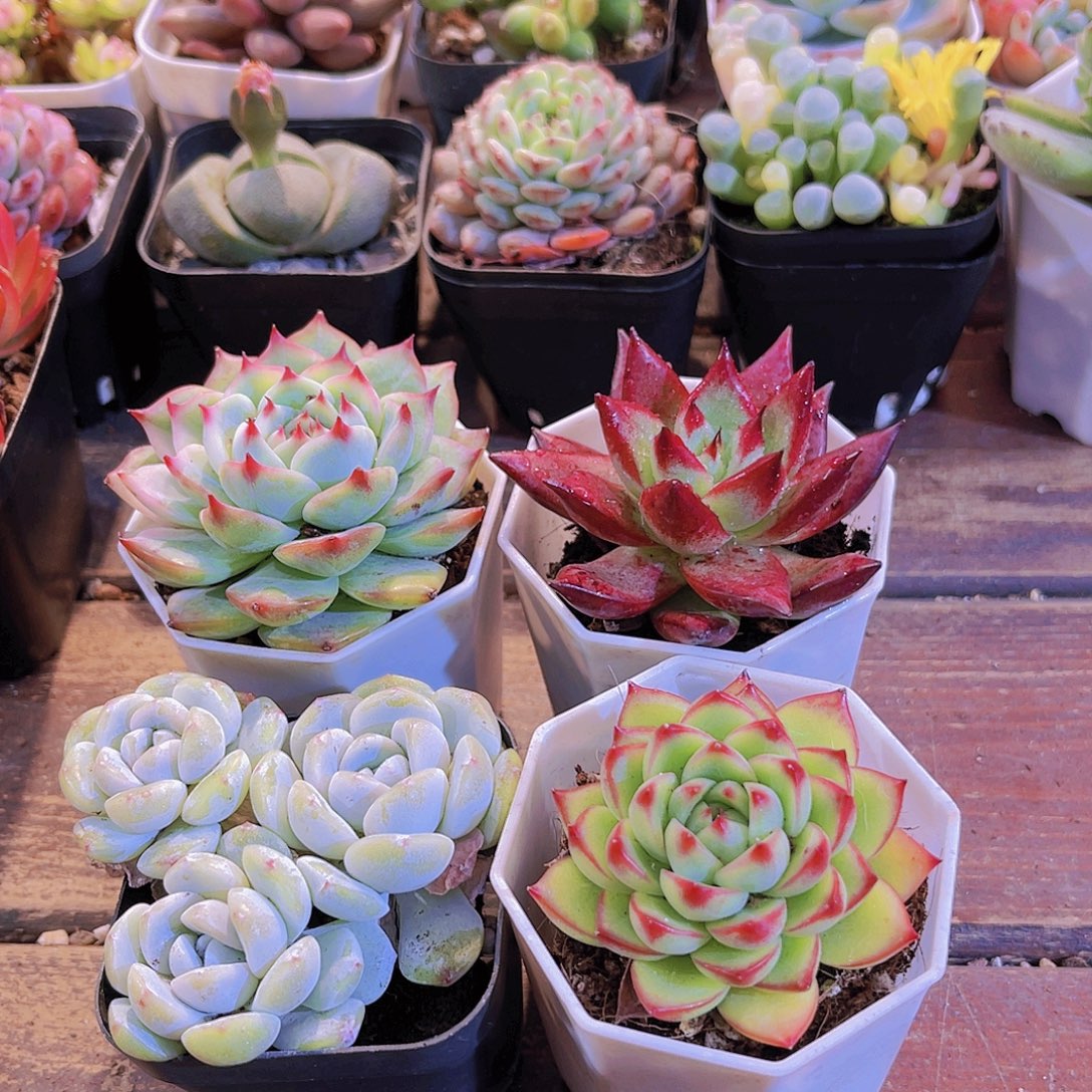 吉娃娃锦➕冰玉多➕月亮石➕罗卡