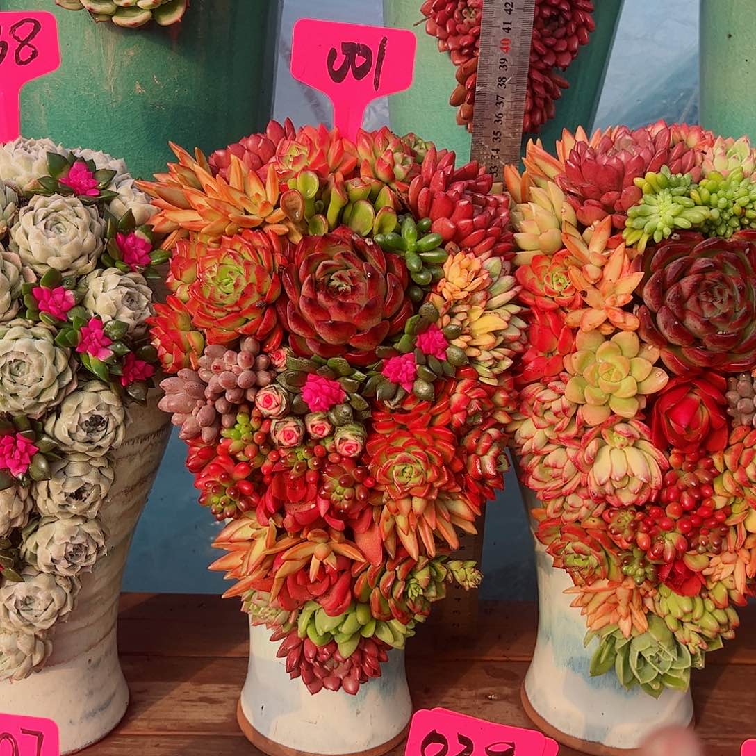 花开富贵多肉植物