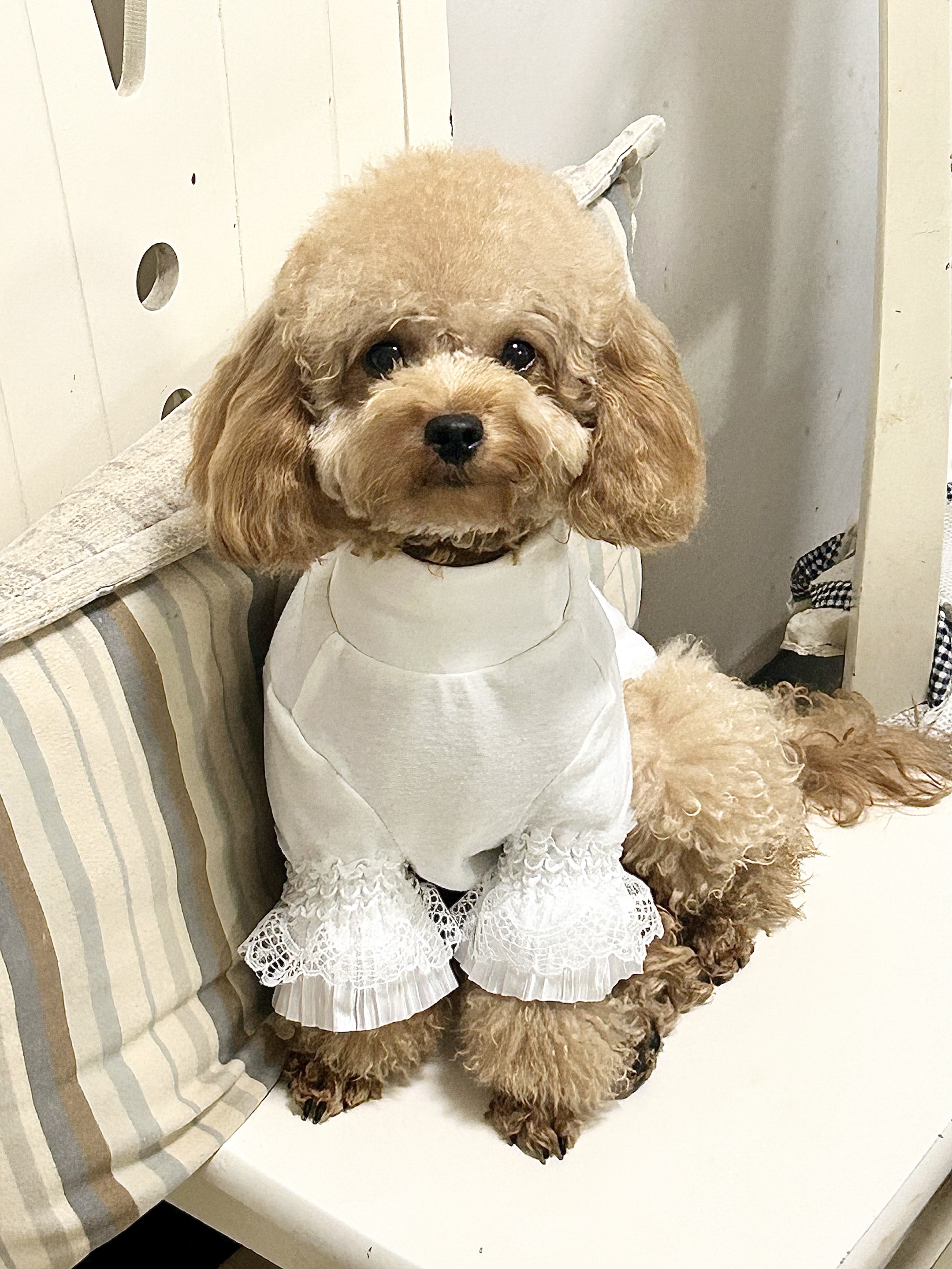 宠物狗狗秋冬款衣服蕾丝长袖白色打底衫猫咪宫廷风泰迪比熊博美