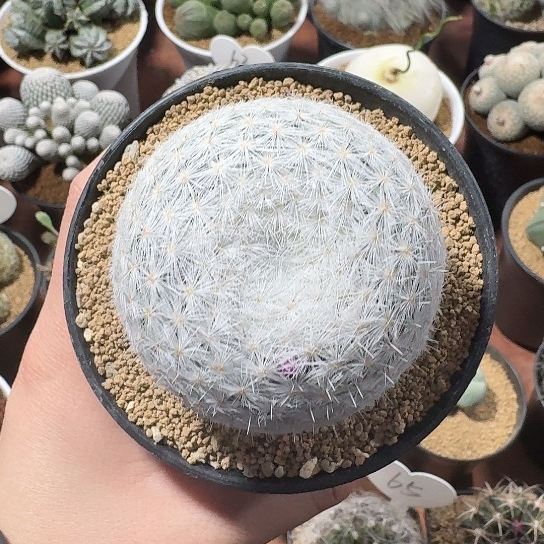 大春星仙人球123456