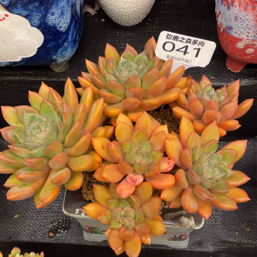 弥鹿之森一物一拍