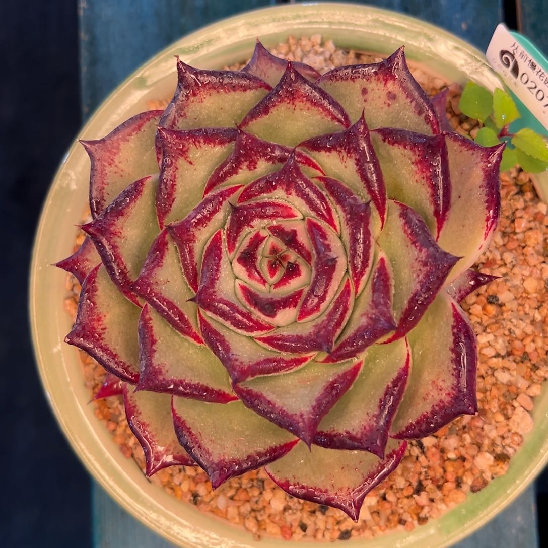 多肉一物一拍编号0207-251