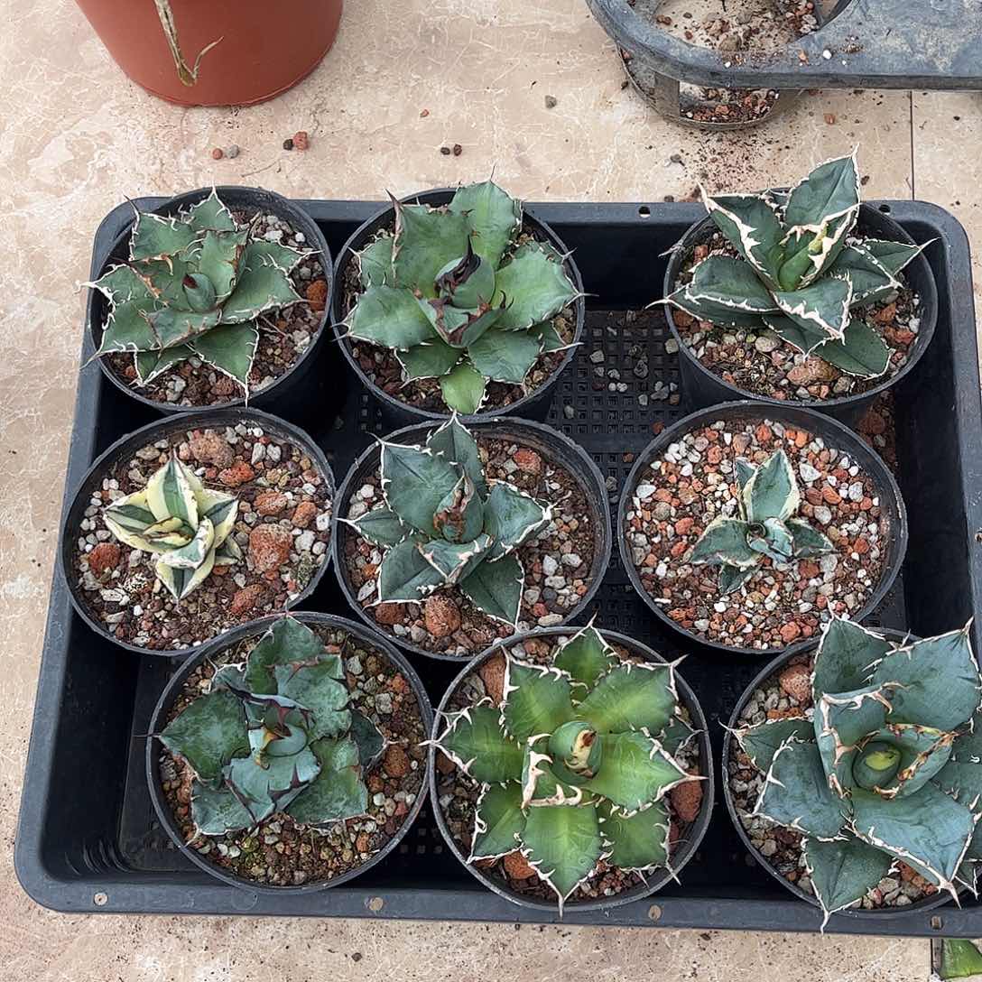 新手福利套餐9个一组