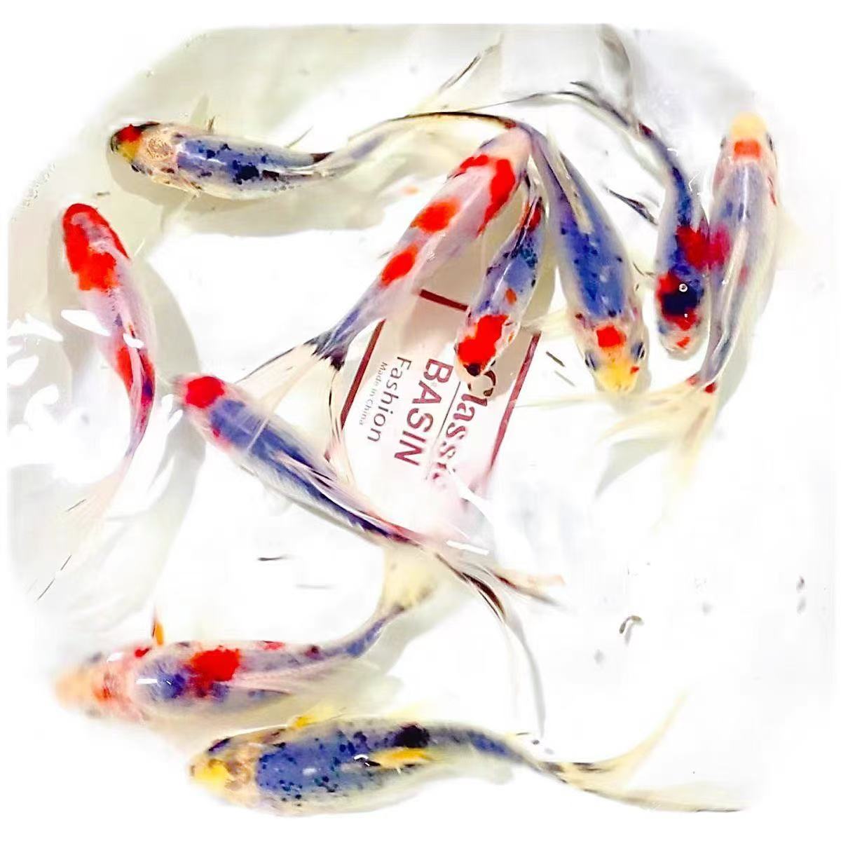 中号精品水墨兰花草5-7厘米11条冷水鱼好养耐活观赏鱼金鱼包邮