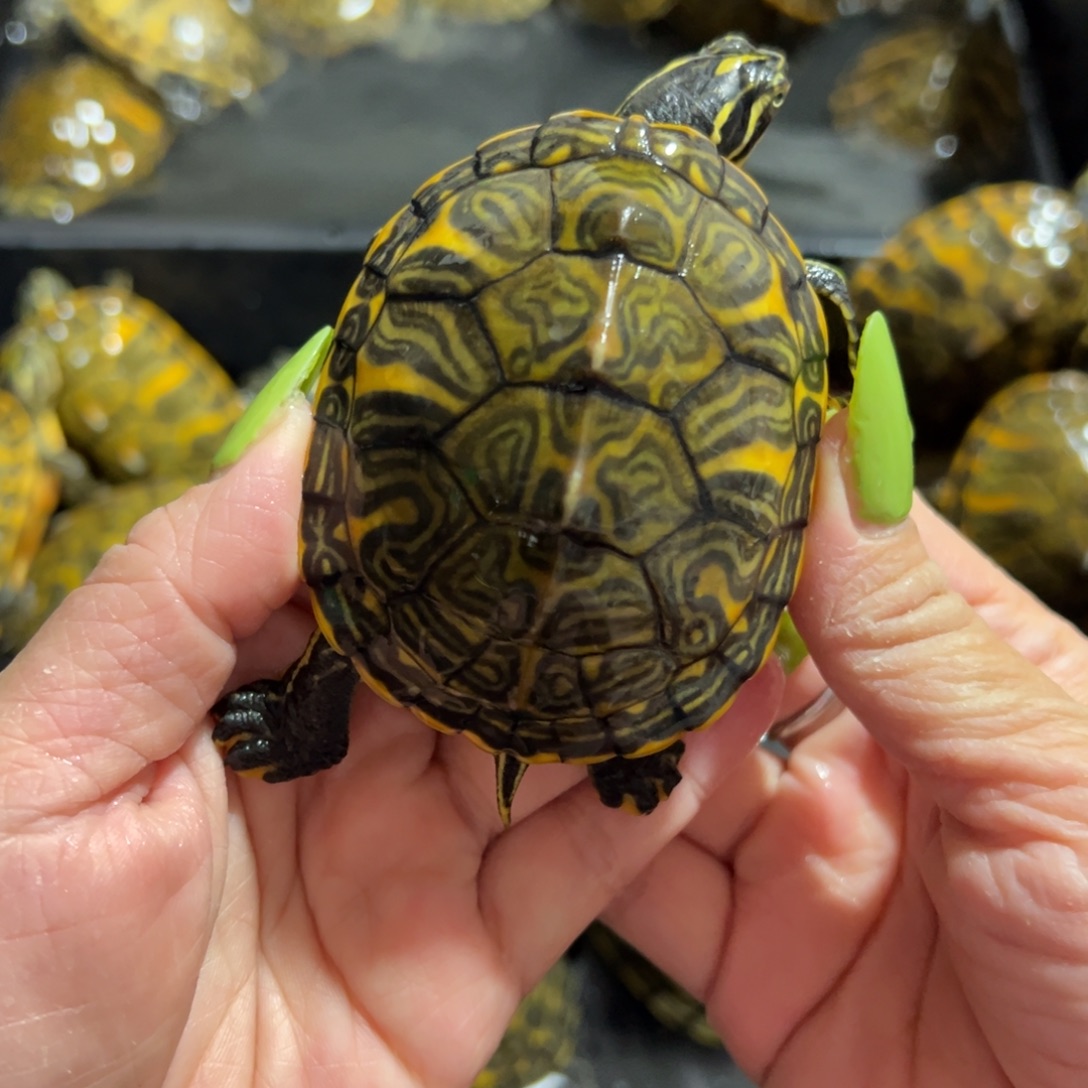 火焰龟母蝴蝶翅膀火焰龟全品