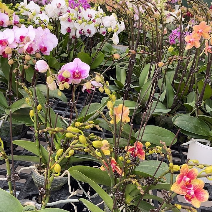 大部分花苞少量开放金蝶