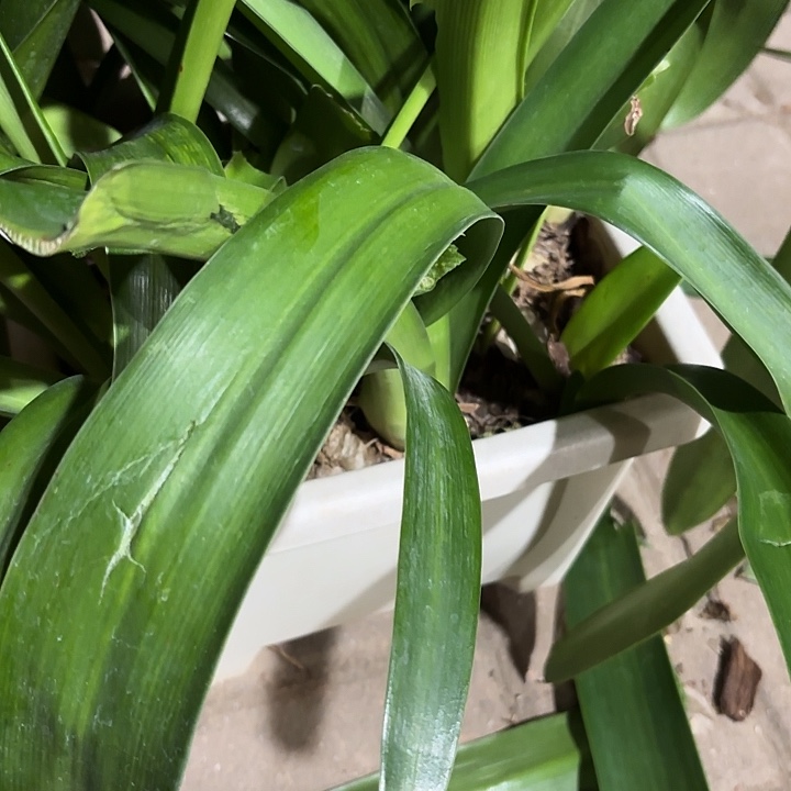 无花朵朱顶红白肋单瓣一坨