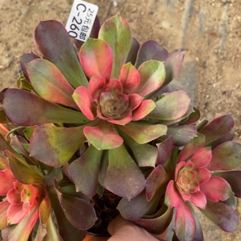 260香妃满25包邮多肉