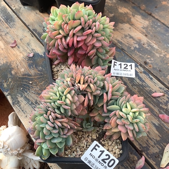 始***雾暮光之城两颗121 120 需要延迟发货7-8发