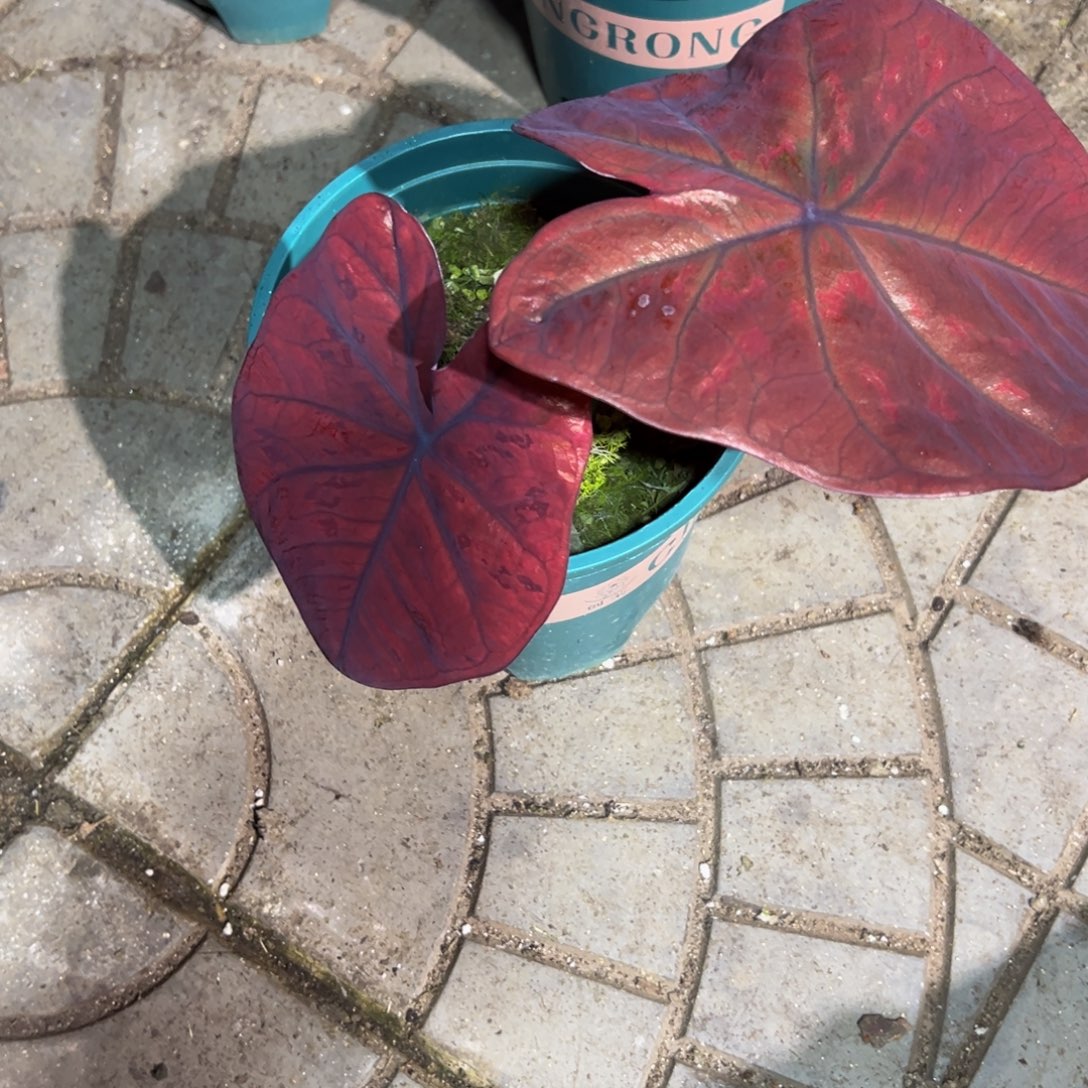 原***人完全开放9243泰彩