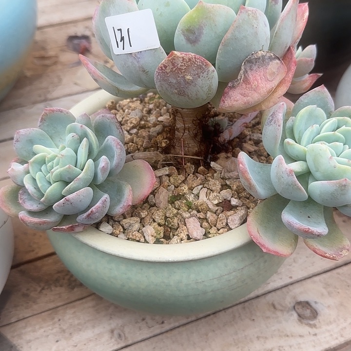 小****?131凤橙不售后脱土发货不退不换