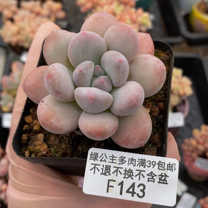 香水奶单头143多肉植物 