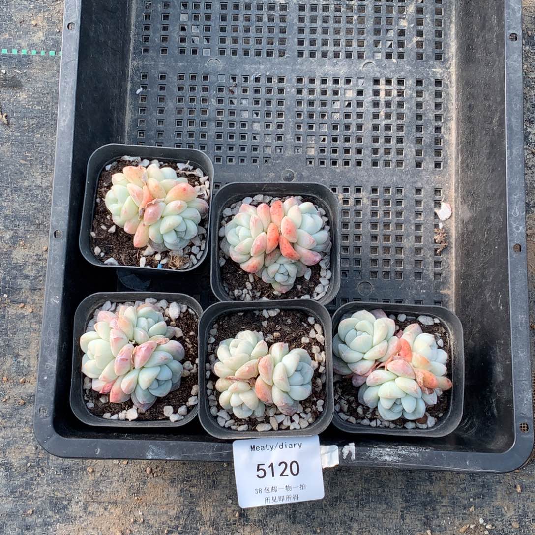 特5120冰玉三头5厘米左右5颗一组