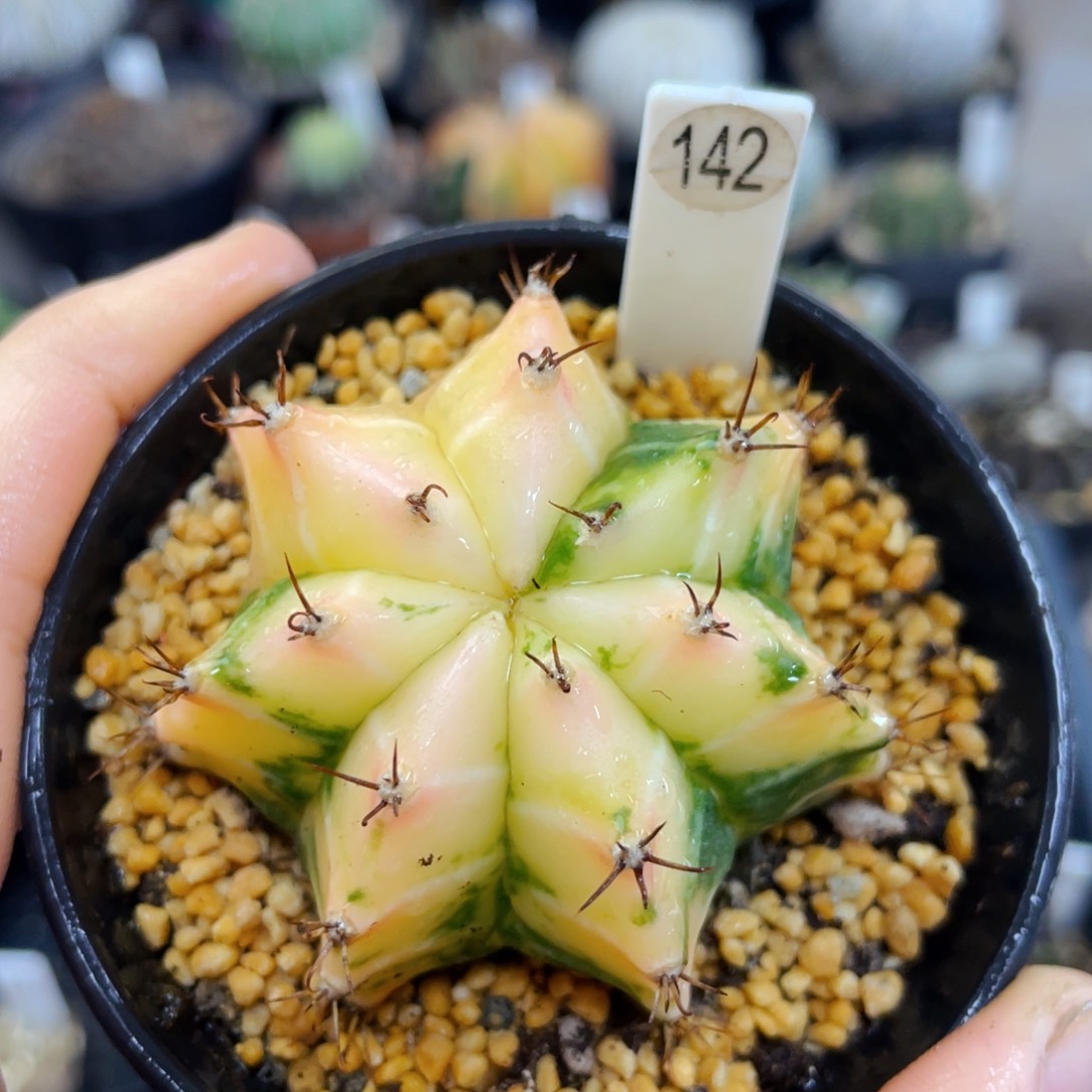 实生泰国花田盆5公分满25包邮裸根发货