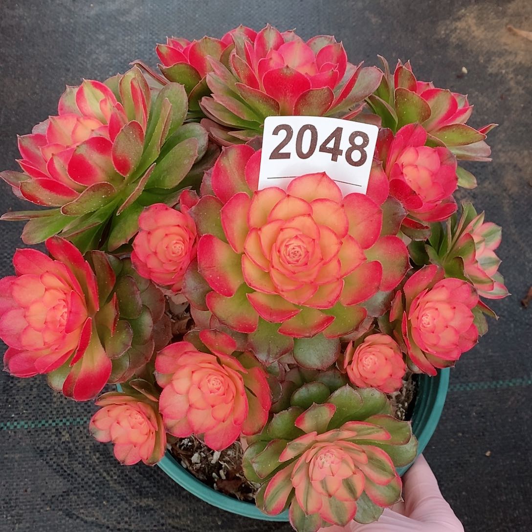 红陶2048荔枝4官服20以上