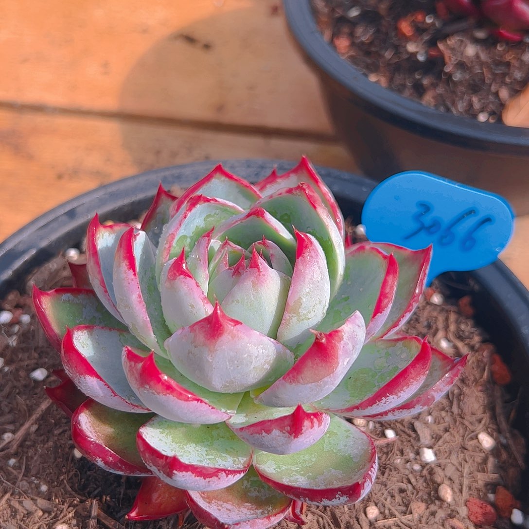 惊鸿仙子一物一拍3066号