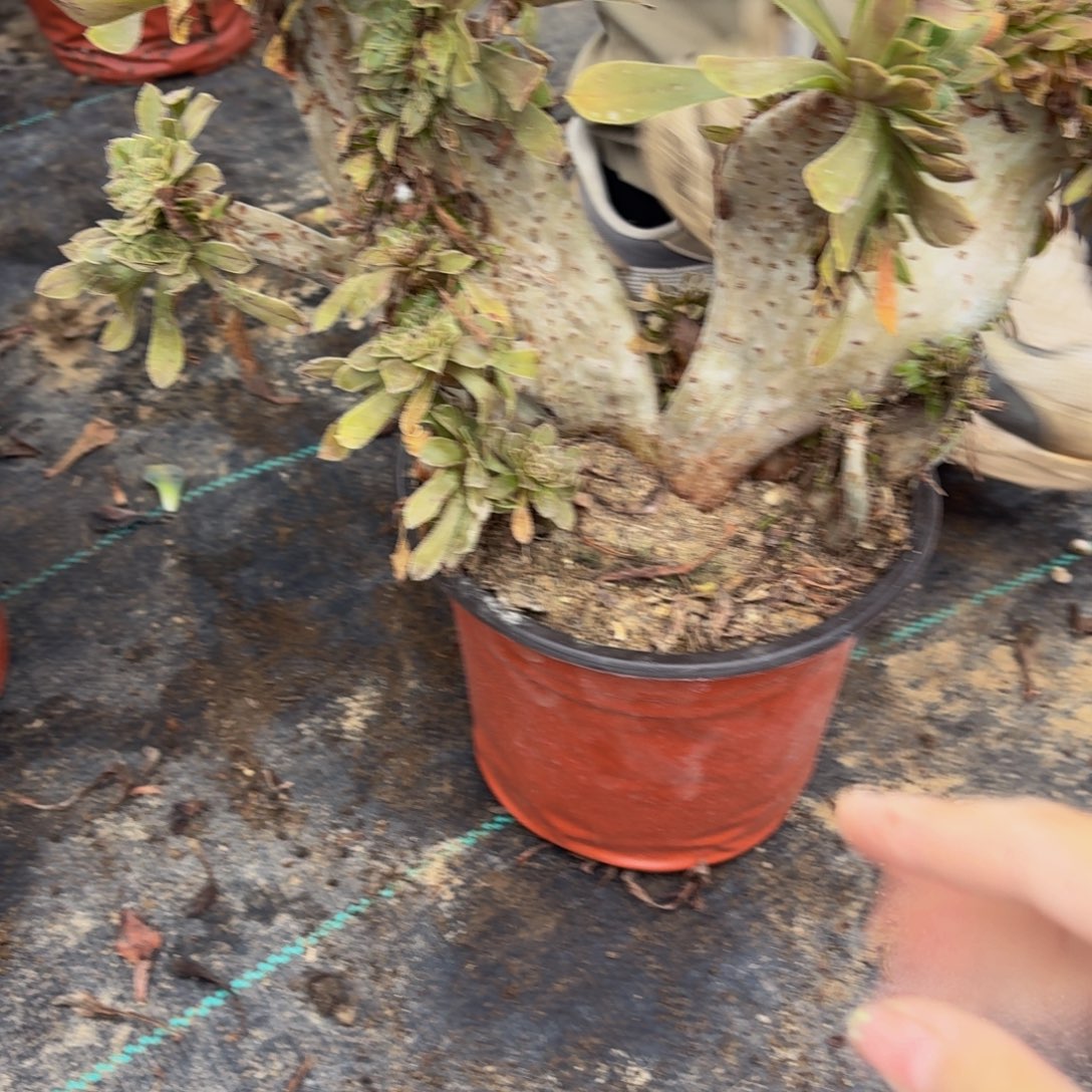 215多肉植物捧花的时候