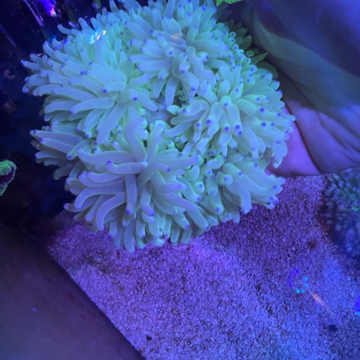 海水鱼紫点白葵。   