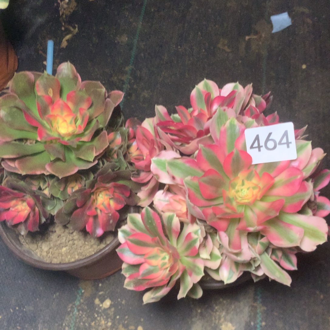 想***边464两个多多肉植物