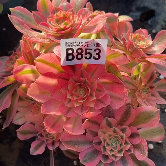 悠*姐多肉植物一个