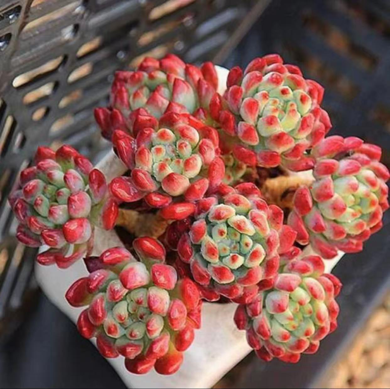 平安果带盆带土非常耐冻好养活多肉植物带盆带土