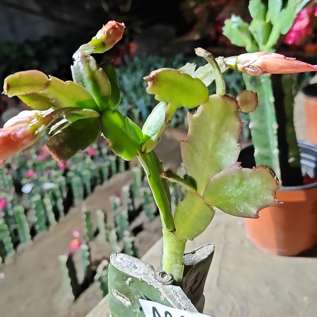 橙红拉丝脱土脱盆易掉芽苞w647