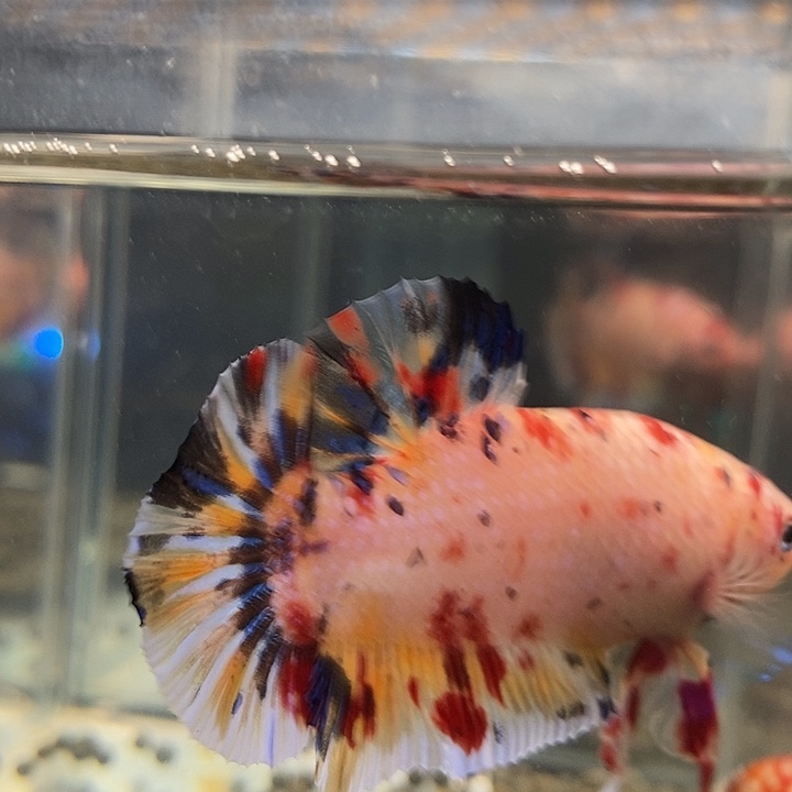 斗鱼黑01号巨斗将军