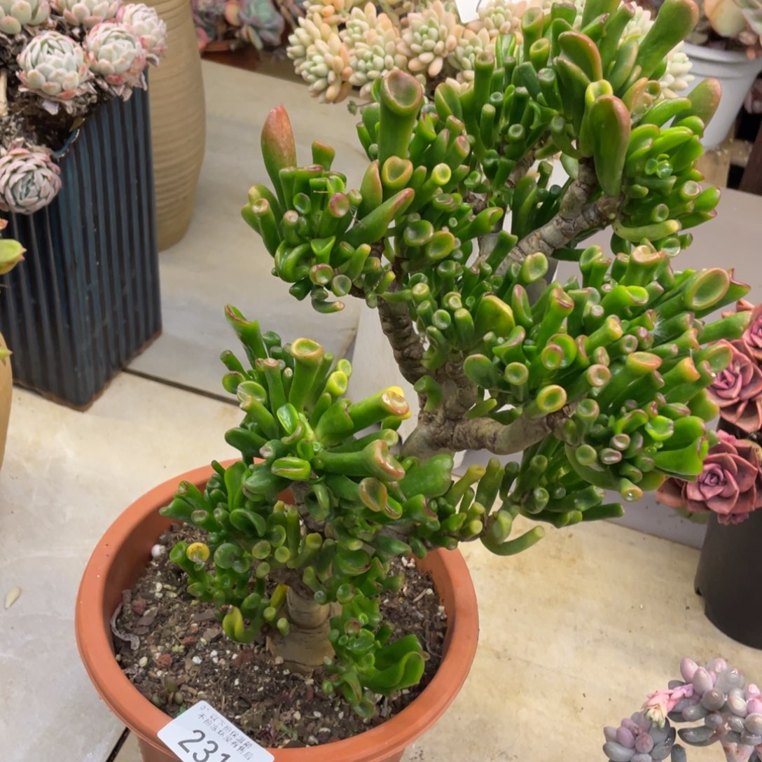 黑大帅多肉231吸财树