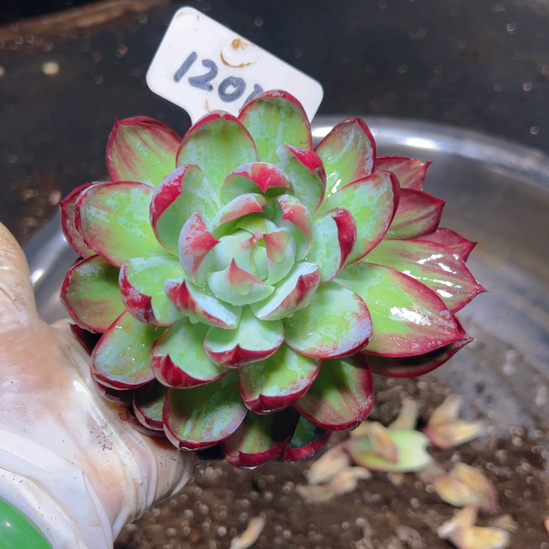 惊鸿仙子一物一拍1201号